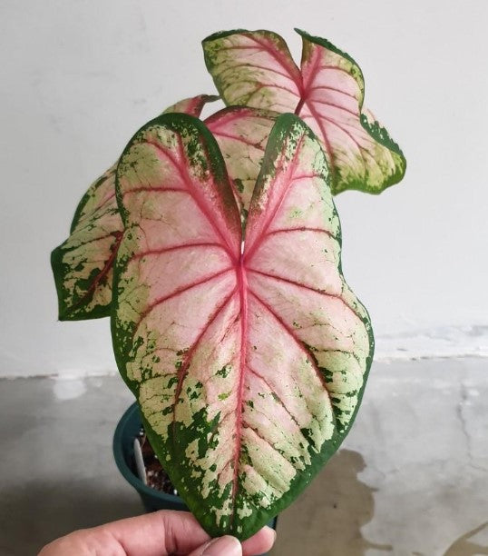 Cherry Blossom Caladium with soft pink and green variegated leaves and dark pink veins, a stunning addition to your boutique garden.