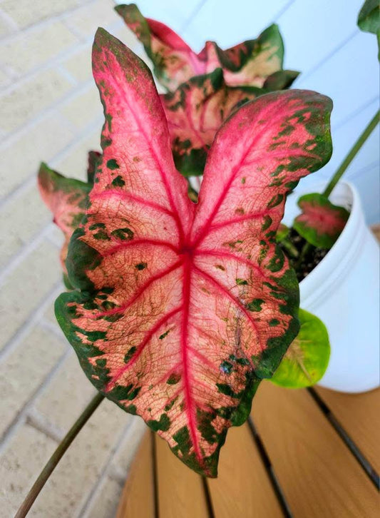 Variegated leaf plant with pink, green, and red colors on a wooden surface.