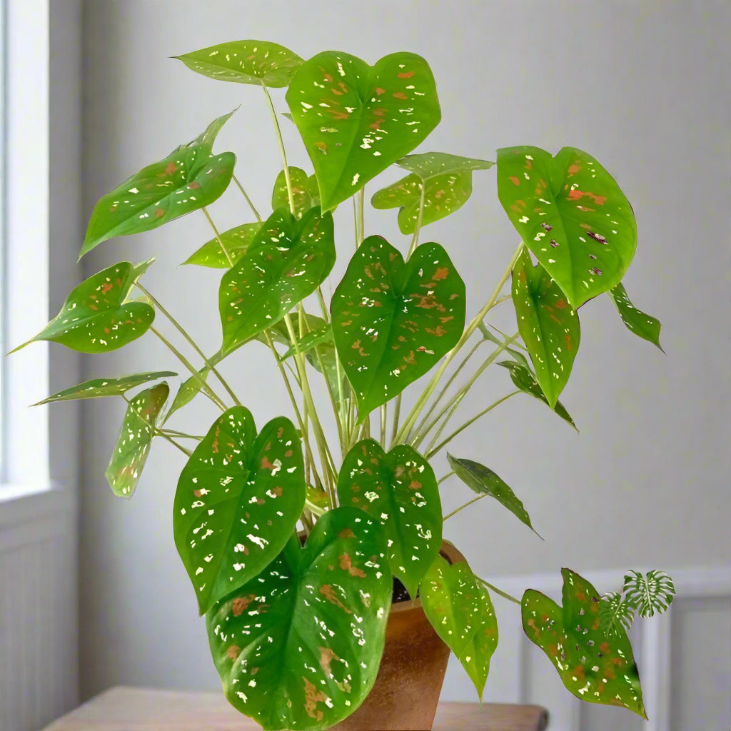 Florida Clown Caladium with playful polka dot foliage, featuring red, white, and green speckles.