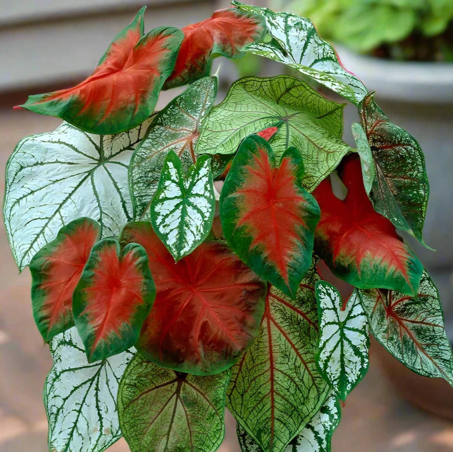 A vibrant mix of caladiums in bloom with red white and green varieties of caladiums at Blue Buddha Farm.