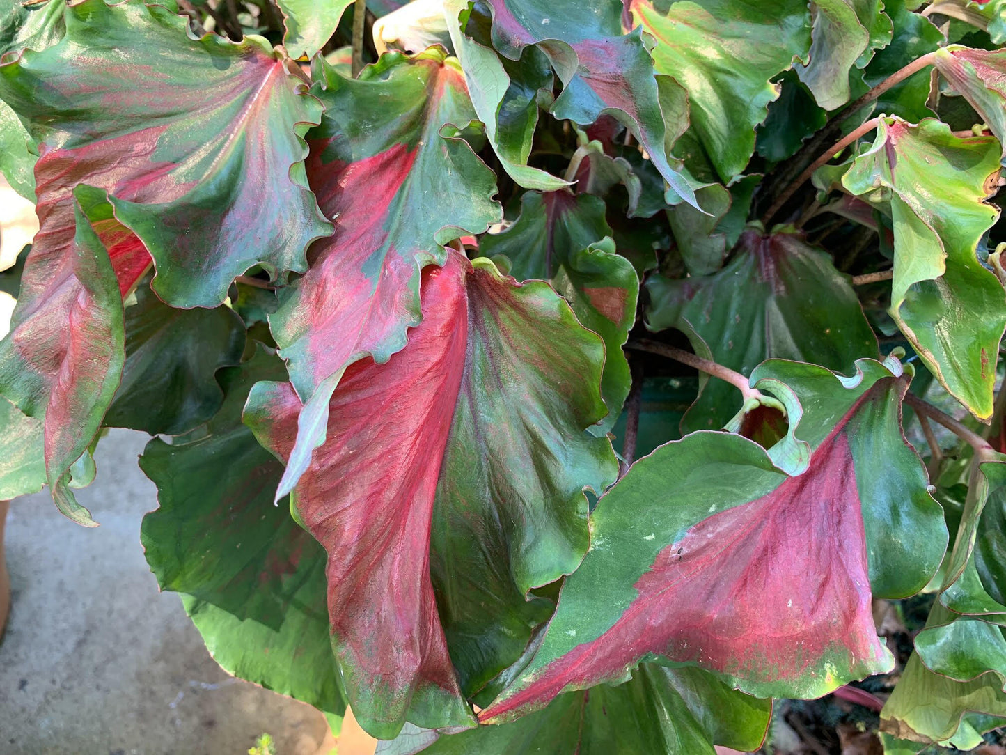 Cllose up of the Harrison Strap caladium bicolor leaves.