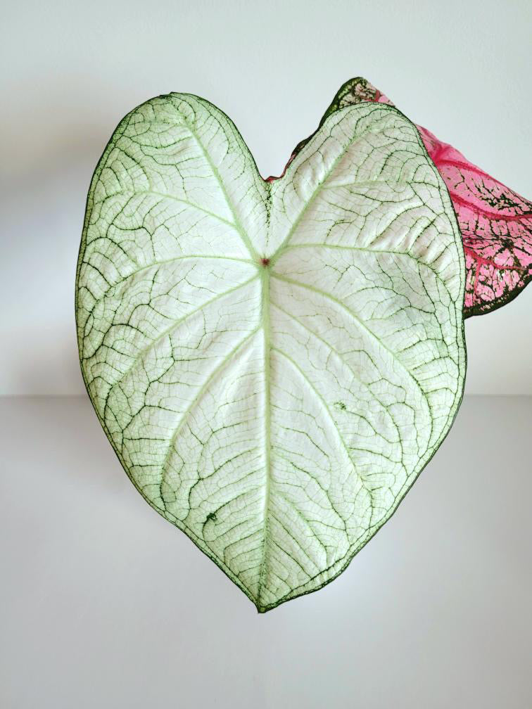 Sophisticated White Caladium leaves with delicate, artistic designs in soft white and creamy hues, perfect for a stylish garden or indoor display.