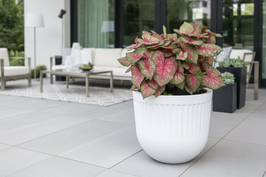 Colorful lnew fancy leaf Lady Bug caladium plant on a chic patio.
