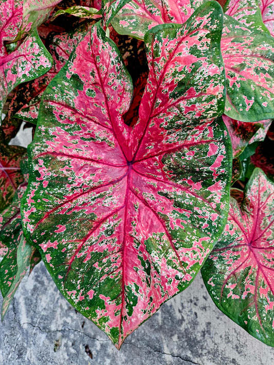 'Lava Glow' Caladium – Fiery Red Splendor (2 Bulbs) | Blue Buddha Farm