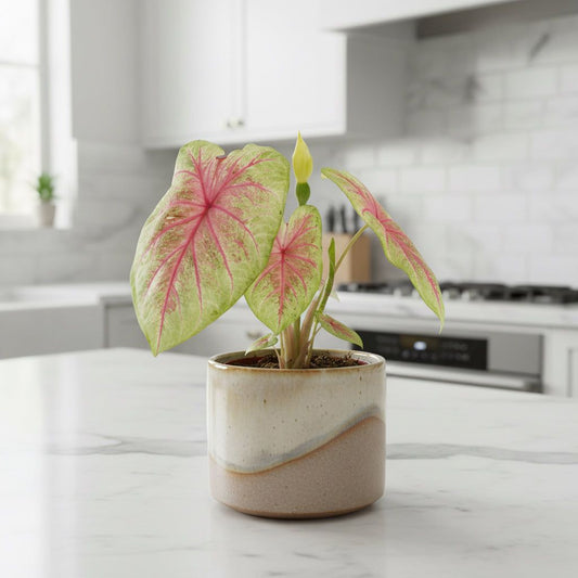 Potted plant with pink and green leaves on a white background