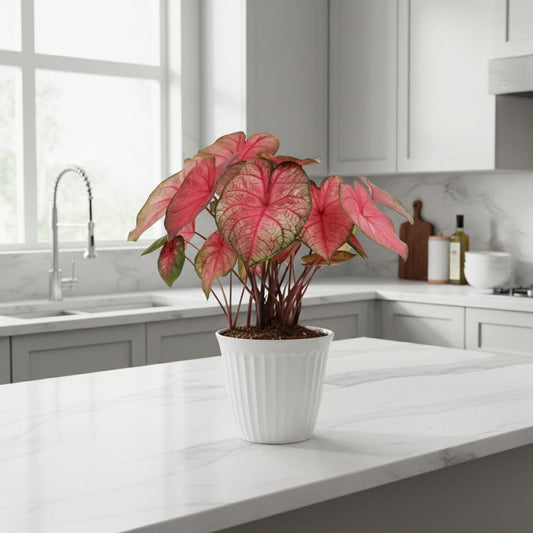 Party Punch Caladium (2 Bulbs) – Rare Strap Leaf Variety with Fuchsia Pink & Cream Leaves | Blue Buddha Farm