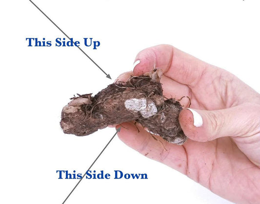 Planting directions of a caladium bulb.