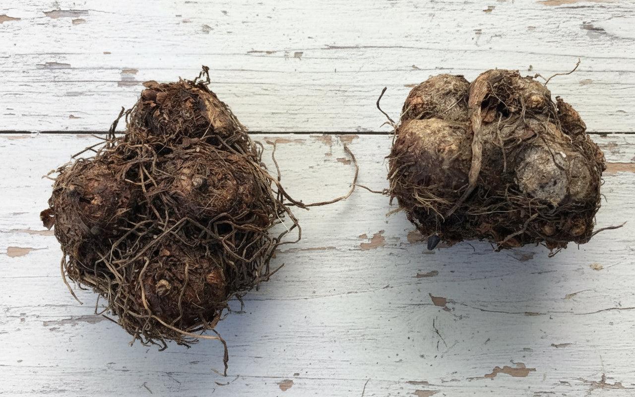 Two size 2 caladium bulbs.