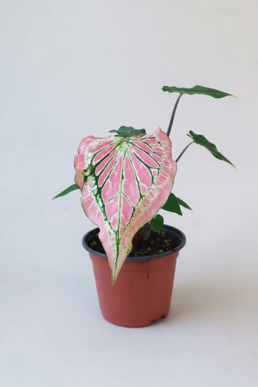 Potted Thai Beauty caladium plant with pink and green leaves on a wooden surface against a white background