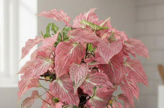 Thai Beauty Caladium | 2 Bulbs (Size 2)