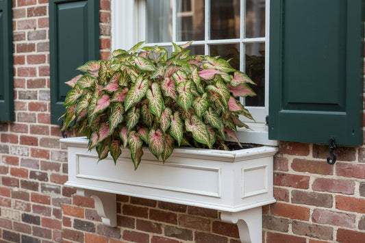 Va Va Violet Caladium (2 bulbs) - Rare Violet Color Strap Leaf Caladium