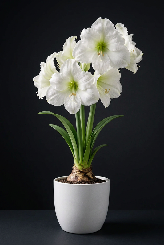 Christmas Gift amaryllis charcoal-background preview