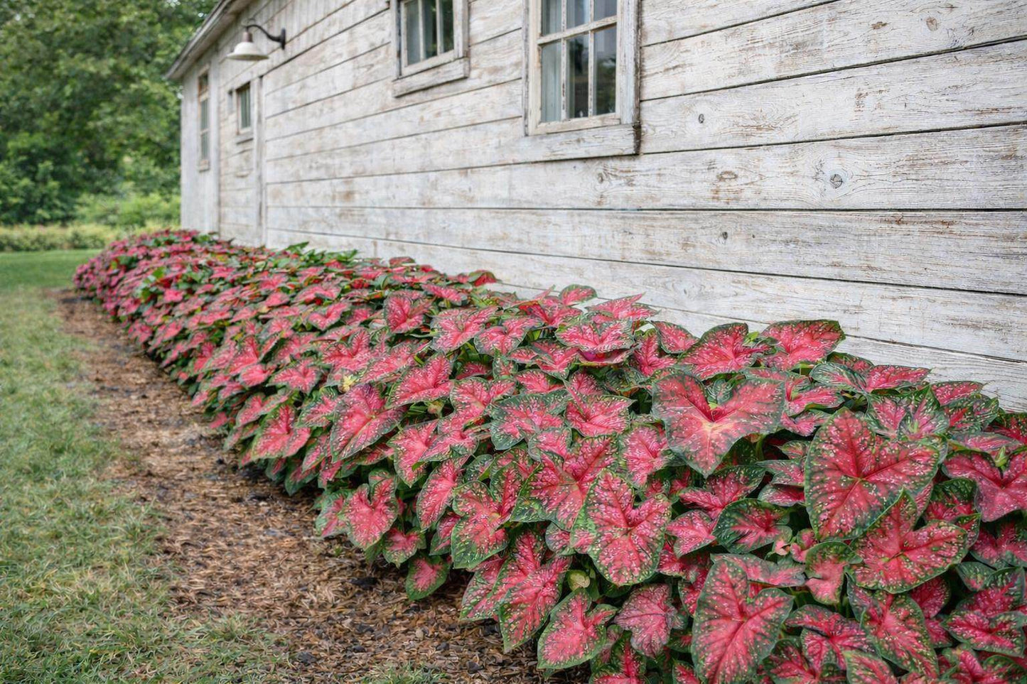 Classic Pink Caladium Bulbs (2 Bulbs) Blue Buddha Farm