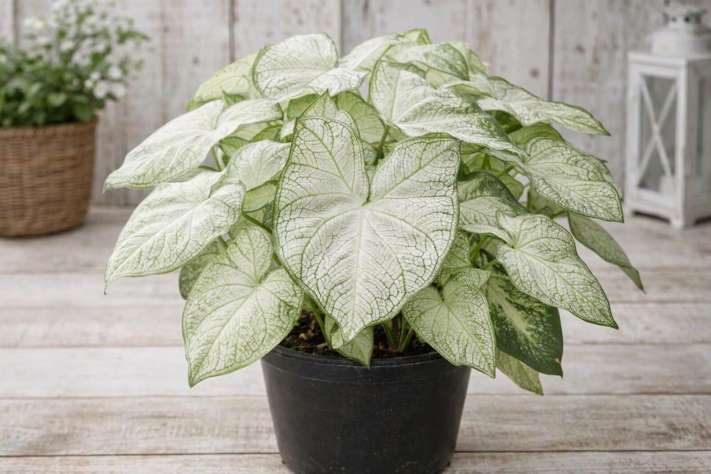 Crystal Moon Caladium Bulbs (2 Bulbs) | Blue Buddha Farm