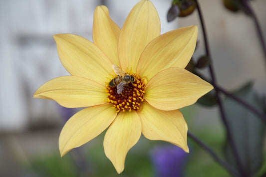 Bishop of York Dahlia Tuber | *PREORDER Spring 2026* | Blue Buddha Farm