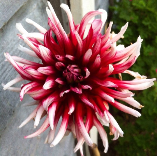 Friquolet Cactus Dahlia - Blue Buddha Farm