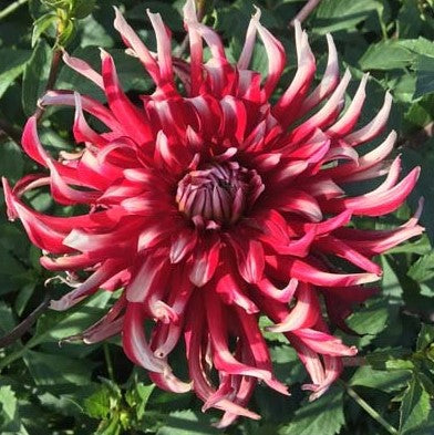 Friquolet Cactus Dahlia - Blue Buddha Farm