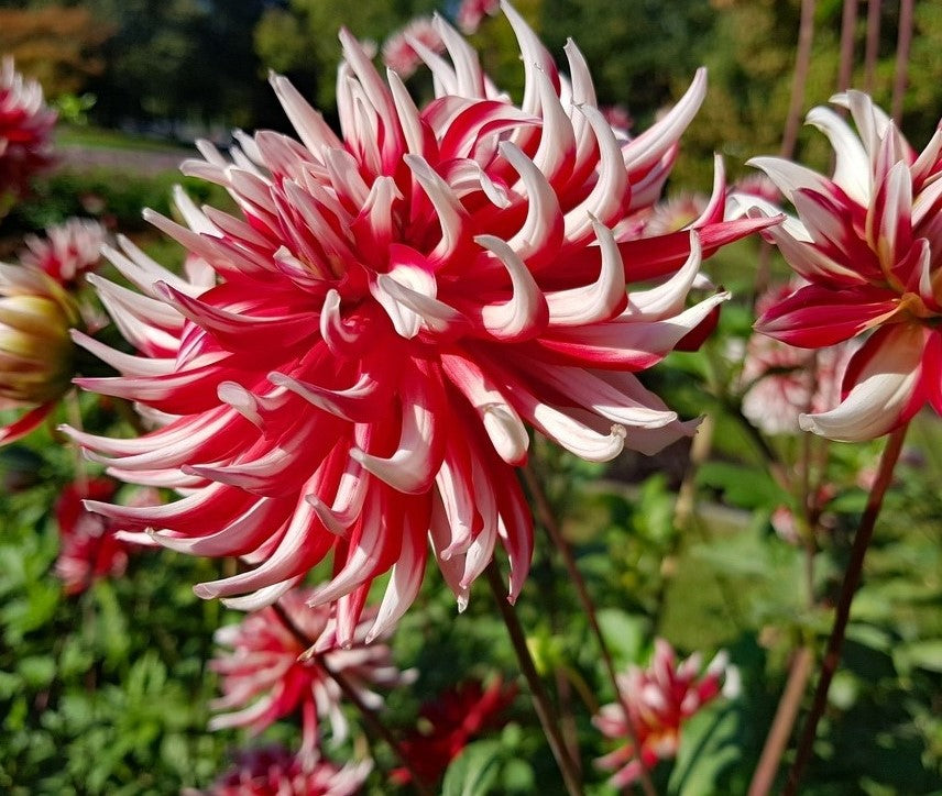 Friquolet Cactus Dahlia - Blue Buddha Farm