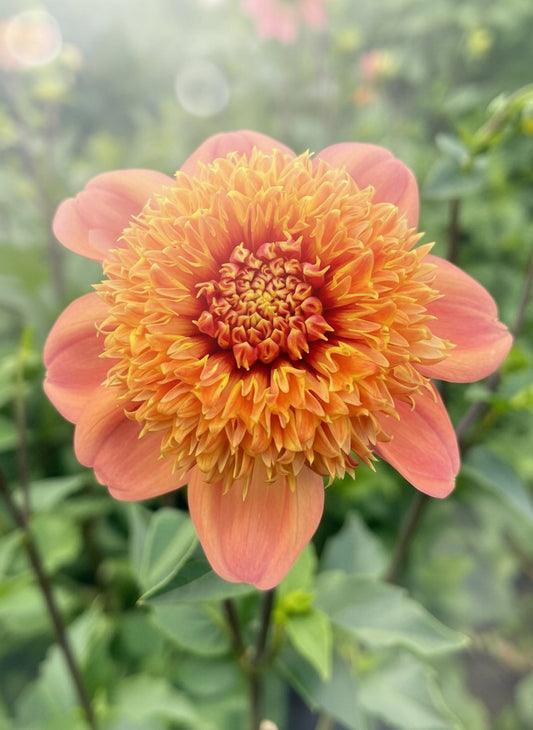 Apricot pink dahlia with textured yellow-orange center on dark stem.