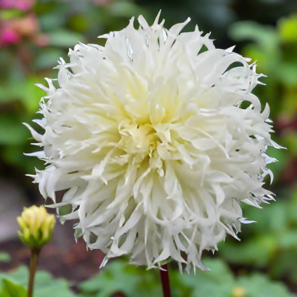 Elegant Japanese Semi-Cactus Dahlia in full bloom, displaying its delicately fringed snowy white petals and classic, heirloom beauty.