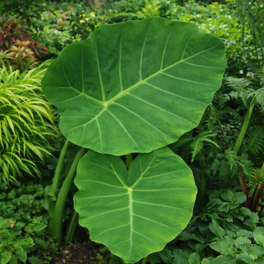 Large green leaves of a tropical plant in a garden setting