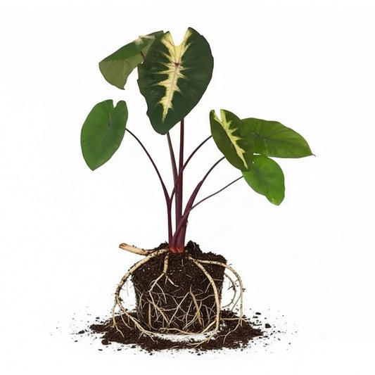 Live Waikiki elephant ear plug ready to be transplanted into garden or pot.