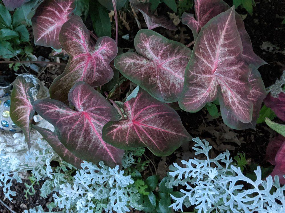 'Berries 'N Burgundy' Caladium – Artistic Foliage Masterpiece (2 Bulbs) - Blue Buddha Farm