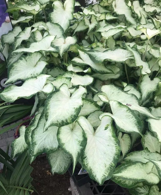 White Pearl Caladium (2 Bulbs) |*PREORDER 2026*| Blue Buddha Farm