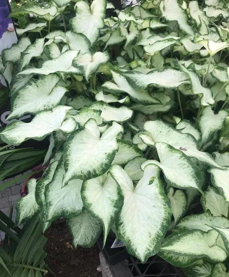 White Pearl Caladium (2 Bulbs) |Blue Buddha Farm