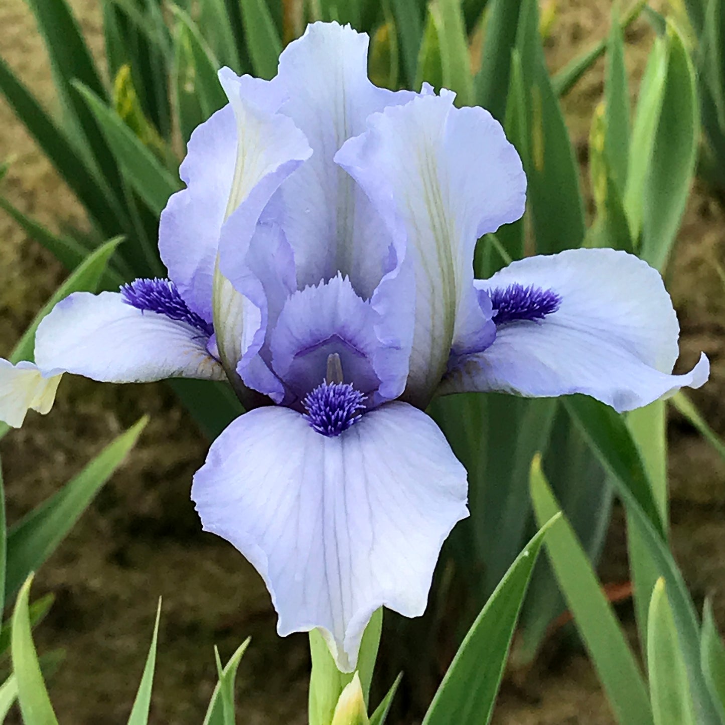 Purple and white iris flower with green leaves in the background