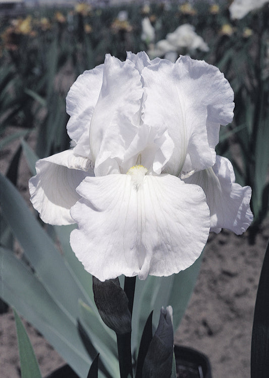 'Immortality' iris in bloom—delicate white petals with golden beards, perfect for reblooming gardens, preorder now at Blue Buddha Farm.