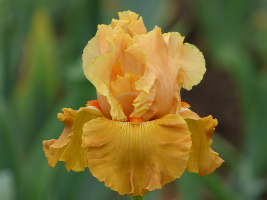 Close-up of bi-tone orange bearded iris Mai Tai Join You in full bloom