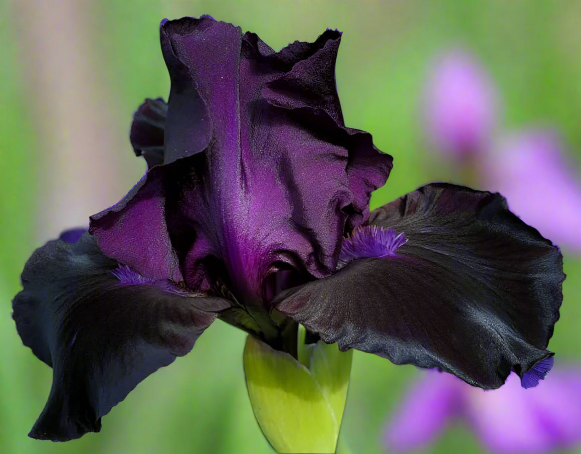 Close-up of a dark purple iris flower with green leaves in the background