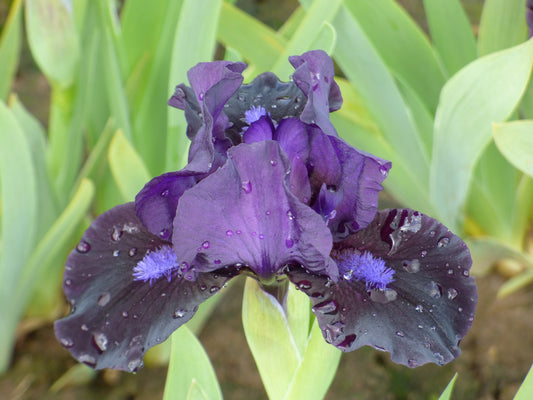'Black Lightning' dwarf iris with deep purple near-black petals.