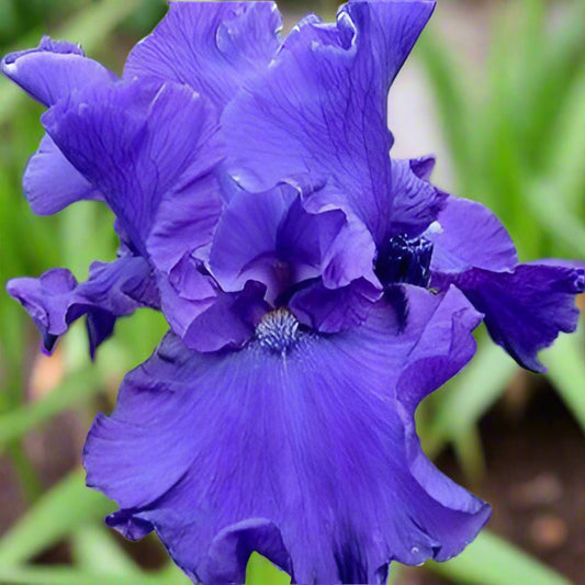 Blueberry Bliss tall bearded iris with rich, deep blue ruffled blooms.