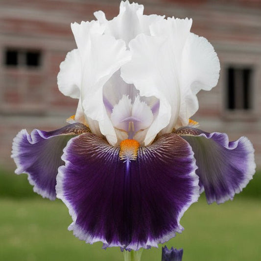 A close-up of a white and purple iris flower with a dark purple center and ruffled petals, photographed outdoors with a blurred natural background. Yellow vertical text along the left edge reads 'J.