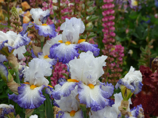 Blue and white neglecta-style iris bloom from Blue Buddha Farm.