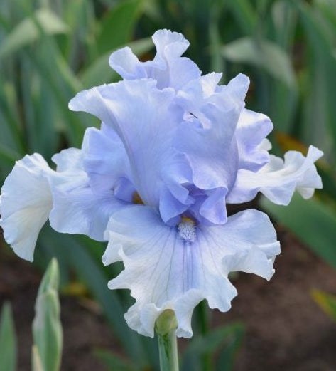 A single pale blue and white iris flower in bloom on a green stem, photographed outdoors among green leaves and dark soil.