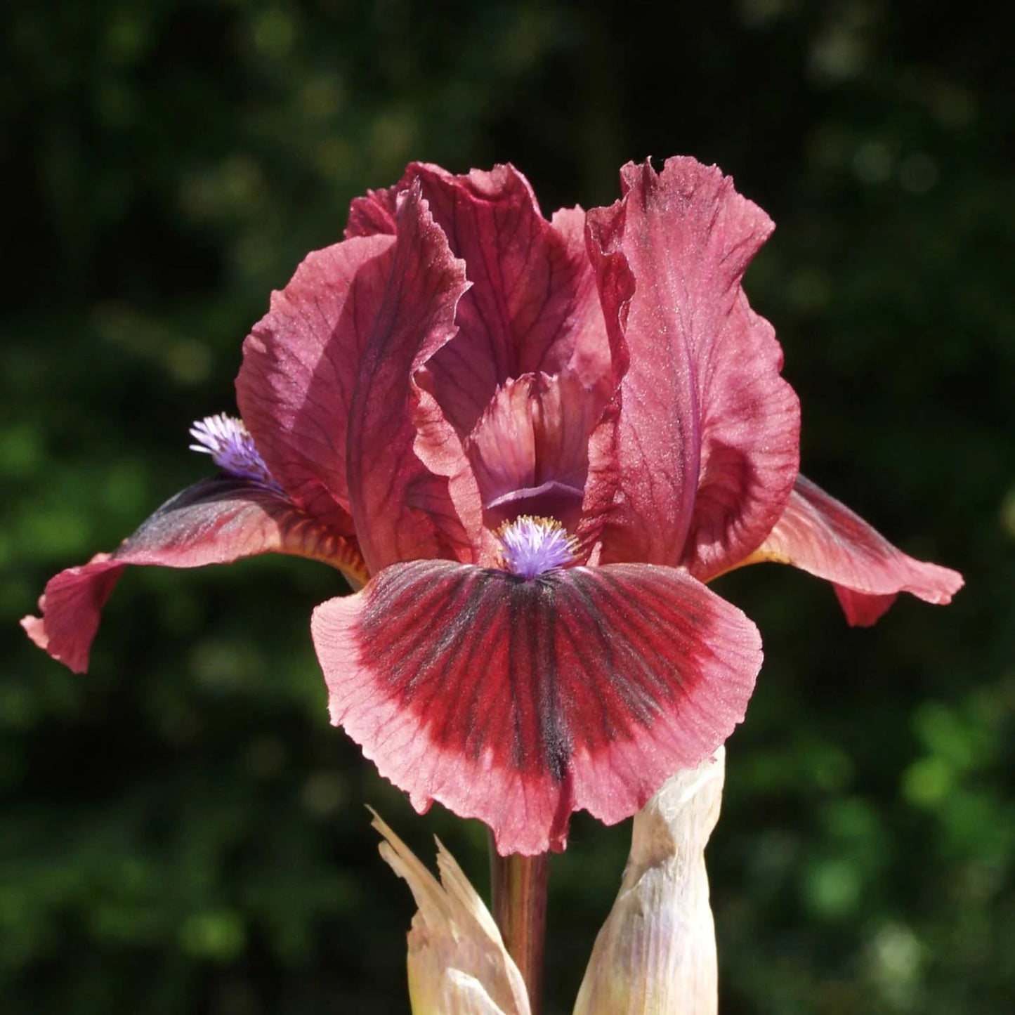 Early blooming iris 'Cat’s Eye' featuring rose and red bitone flowers.