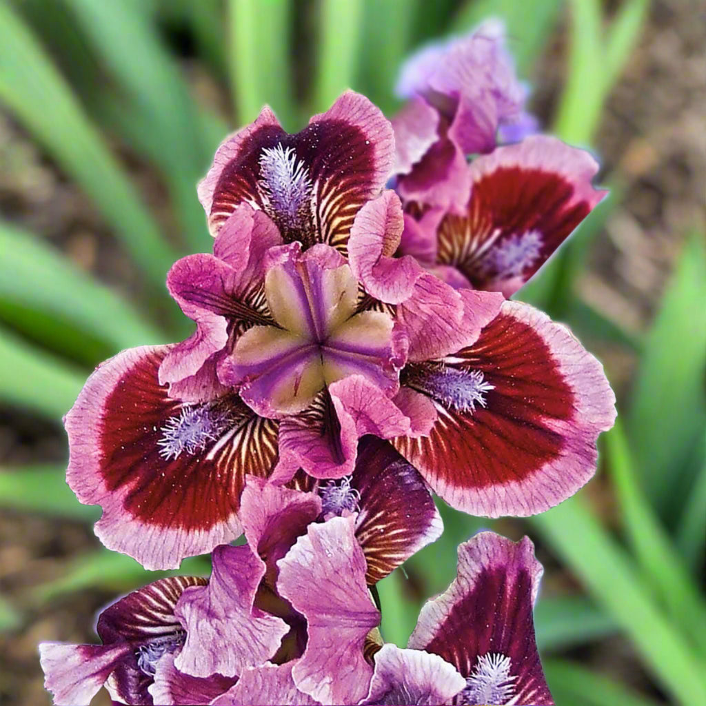 Compact Standard Dwarf Bearded Iris Cat’s Eye in spring bloom.