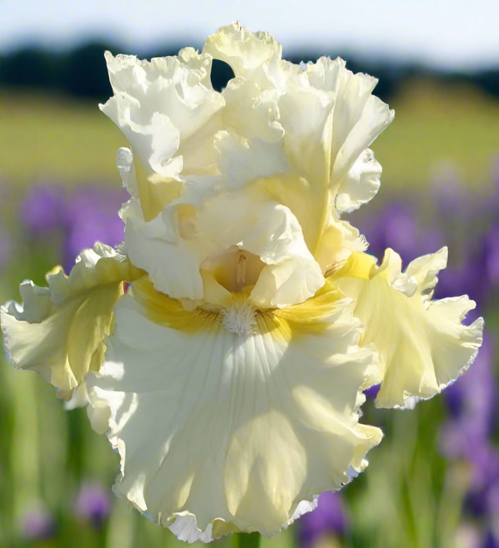 Tall Bearded Iris ‘Diamond Broker’ showcasing bicolor ruffled petals in the garden