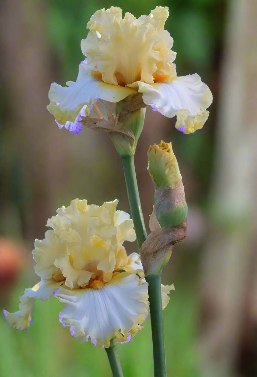 Soft lemon and white bearded iris with mustard yellow beard – Blue Buddha Farm