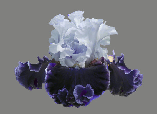 Feel The Thunder Tall Bearded Iris Rhizome | Light Blue & Union Jack Purple
