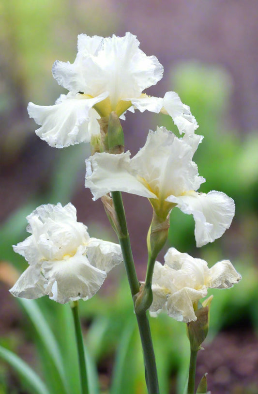 Tall Bearded Iris 'Frequent Flyer' featuring ruffled pure white blooms with soft yellow beards, ideal for cutting gardens and reblooming elegance—available Fall 2025 from Blue Buddha Farm.