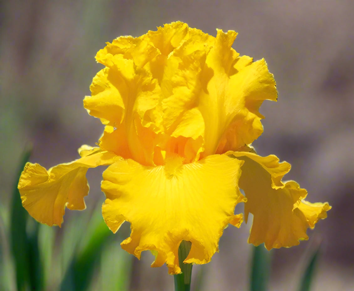 Tall Bearded Iris 'Garden Time' featuring vibrant all-yellow blooms with matching beards, glowing in the sunlight—available for Fall 2025 preorder from Blue Buddha Farm.
