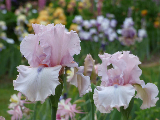 Two pink irises with ruffled petals in a garden setting.