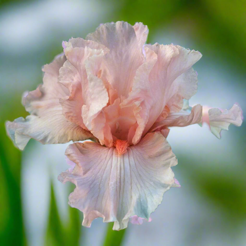 October Splendor' bearded iris featuring huge peach-pink ruffled blooms with glowing tangerine beards, blooming in both spring and fall—available from Blue Buddha Farm.