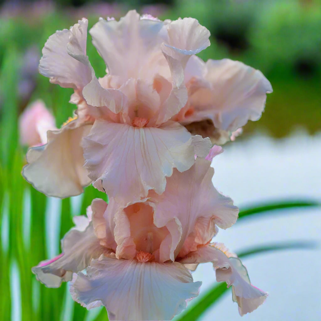 Fragrant reblooming iris 'October Splendor' with soft peach-pink petals and fancy ruffles, a standout perennial for fall and spring color—Fall 2025 preorder at Blue Buddha Farm.