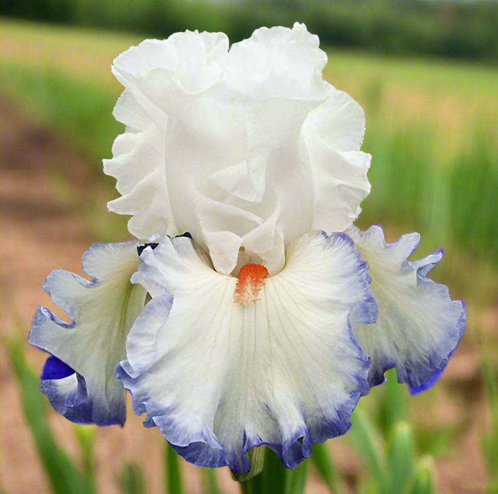 Restless Heart bearded iris with crisp white ruffled blooms edged in violet-blue and fiery red beards, blooming in spring garden at Blue Buddha Farm.