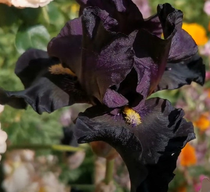 Elegant Señor Jinx iris with glossy black ruffled petals and upright posture, ideal for sophisticated spring borders.